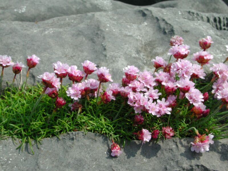 03 - Flowers.jpg
