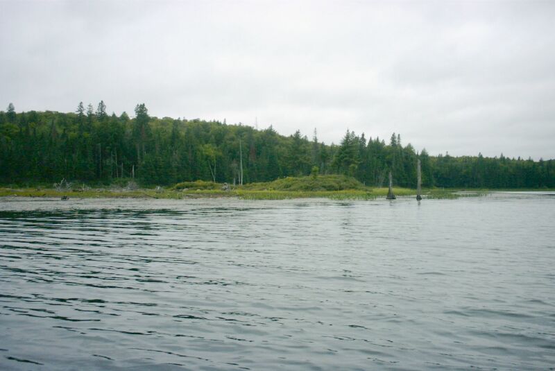 34 - Woods.jpg