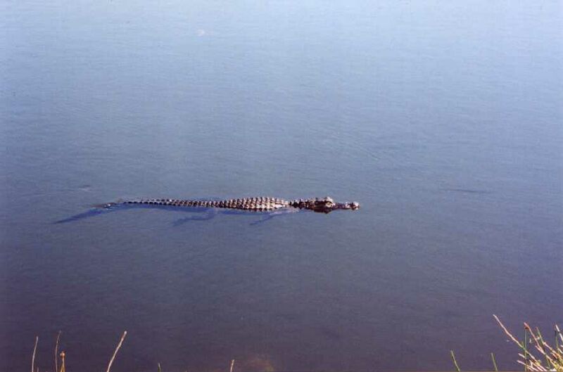 gator_h.jpg