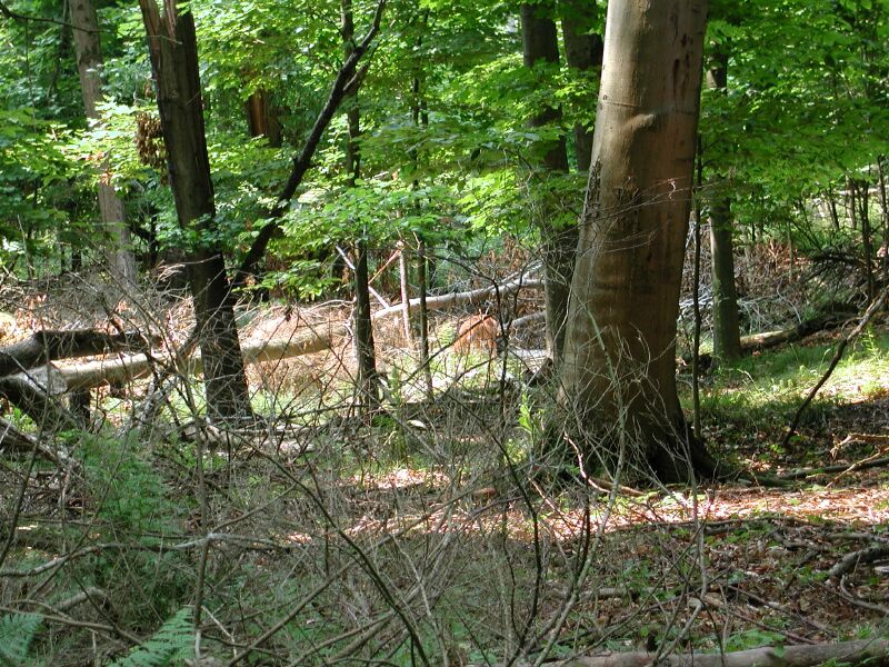 DSCN1797.jpg