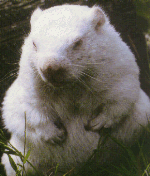 Wiarton Willie