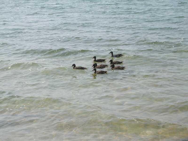 DSCN3973.jpg