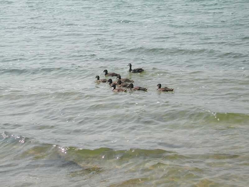 DSCN3974.jpg