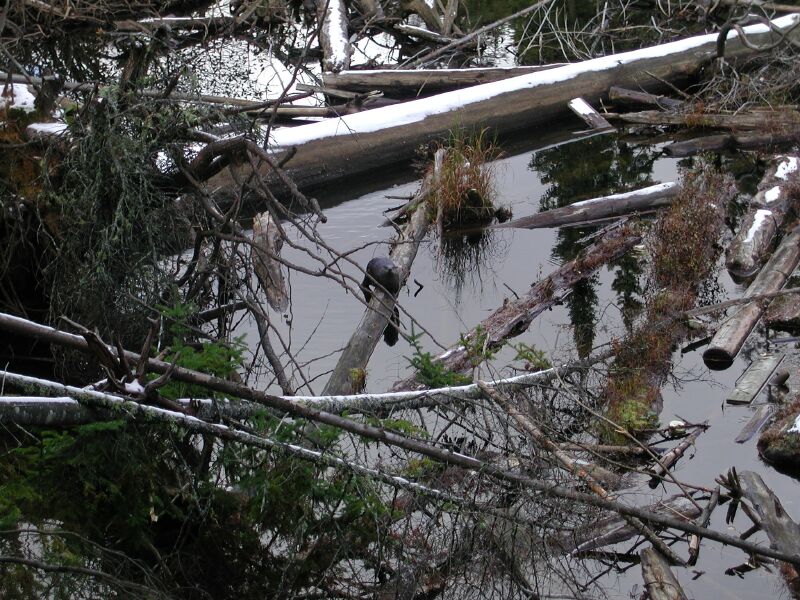 DSCN4935.jpg